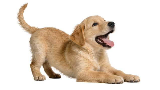 Golden retriever puppy in play bow pose panting happily, isolated on transparent background