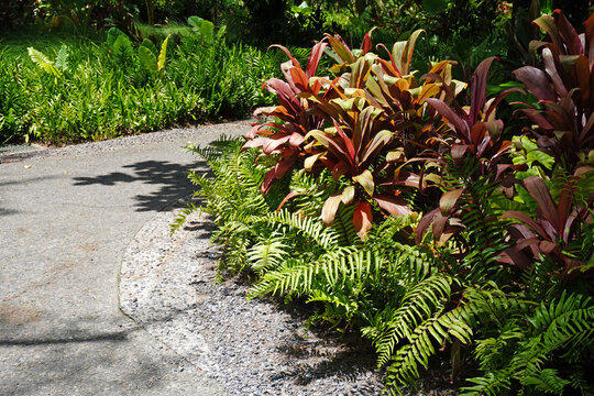 Tropical Garden Ideas : Create a low-maintenance paradise with a vibrant mix of colorful foliage. This layout features striking Ti Plant (Cordyline fruticosa), lucky Aglaonema, bold Elephant Ear (Aloc