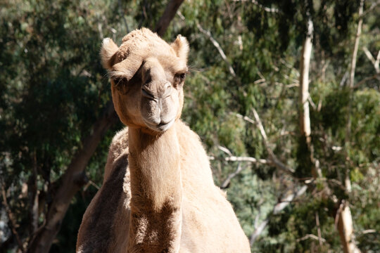 this is a close up of a camel