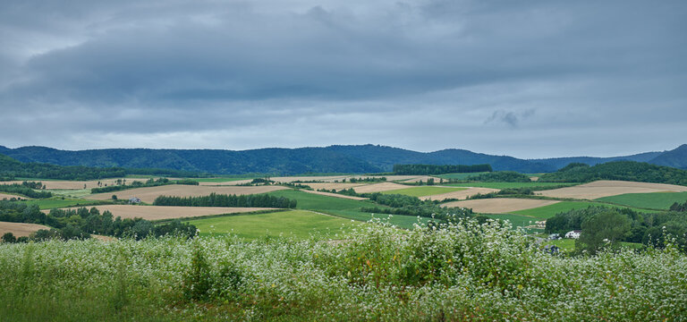 Patchwork Farm Fields and Rural Landscape in Hokkaido, Japan