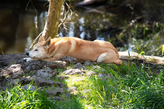 the golden dingo is resting on the grass