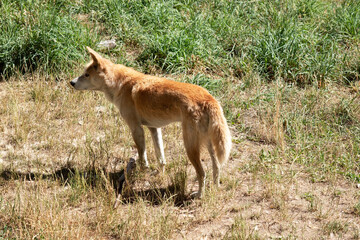 Naklejka premium the dingo is in a grassy field