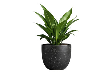 Fototapeta premium Tall leafy indoor plant in a black speckled planter