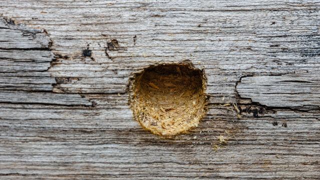 Carpenter bee creating nest hole in wood beam