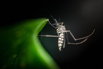 Fototapeta premium Mosquito hanging on leaf, transmitting diseases