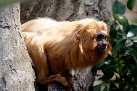 The golden lion tamarin is on a tree