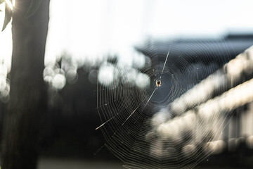 A spider in the center of an intricate web illuminated by backlight against a soft-focus background with a beautiful bokeh effect in Turkey.