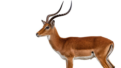 Male impala antelope with large curved horns, isolated on transparent background © Iura