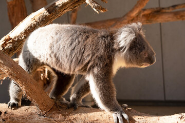this is a side view of a koala is walking along a branch © susan flashman
