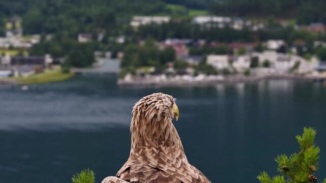 Aerial view of a white-tailed eagle perched overlooking the fjord and the town of Sylte, More og Romsdal, Norway.