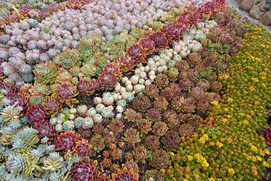 Vibrant succulent garden .The perfect low-maintenance garden inspiration