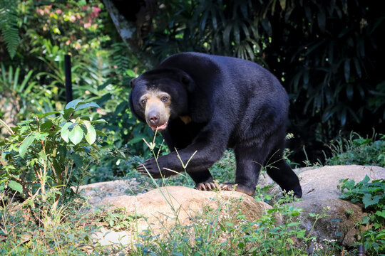 Sun Bear walking in a tropical forest, Malayan Sun Bear Helarctos malayanus in natural forest environment
