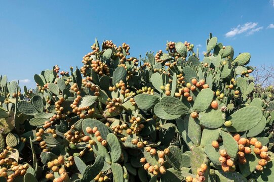 선인장,부채선인장,Opuntia,열매,가시,나프플리오,펠로폰네소스,그리스