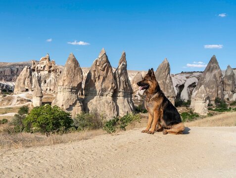 저먼셰퍼드도그,요정굴뚝,Fairy Chimneys,카파도키아,아나톨리아,튀르키예