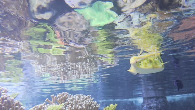 Yellow boxfish Ostracion cubicus swims near coral in shallow tropical water