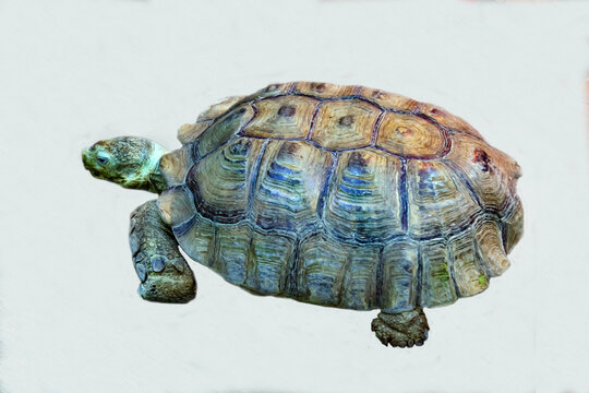 A land turtle is isolated on a white background.  Marine animals, reptiles, ecology.