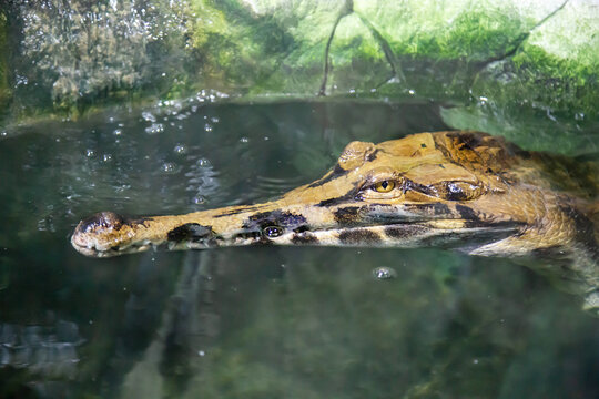 A giant gavial floats on the water. Marine animals, reptiles, ecology.