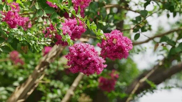 Hanging Clusters of Deep Pink Crape Myrtle Flowers on Tree Branches (4K)