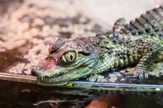 A young crocodile looks at the camera in the water. Marine animals, reptiles, ecology.