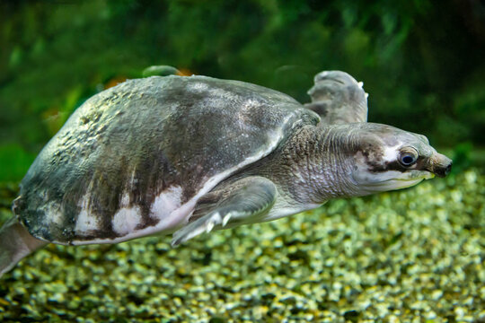 A pig-faced two-legged turtle swimming underwater.  Marine animals, reptiles, ecology.