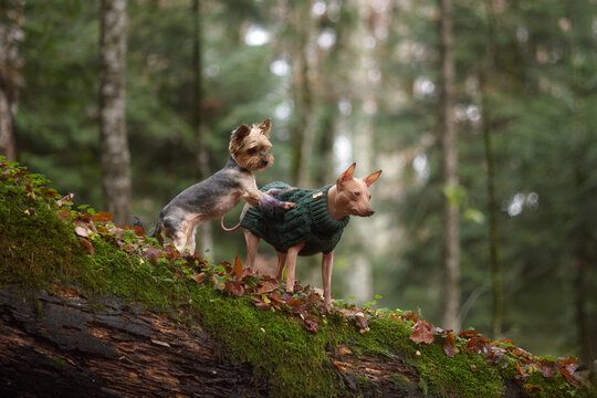 A Yorkshire Terrier and American Hairless Terrier walk together on a mossy fallen tree in a dense forest. The dogs wear green sweaters and move in sync through the woodland.