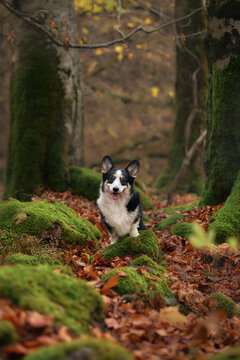 A black and white Corgi sits quietly on fallen leaves near large mossy tree roots. The background is full of golden forest colors and vertical trunks.