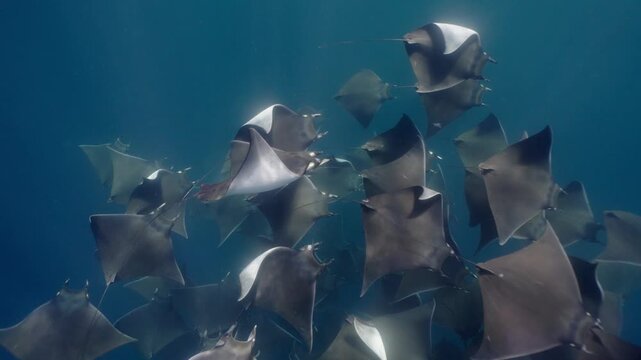 Underwater view of a spectacular Mobula ray aggregation in Mexico, with hundreds of devil rays forming a mesmerizing courtship vortex, swirling together in a giant living ball beneath ocean waters.