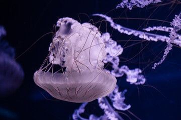 A translucent jellyfish with long delicate flowing tentacles swims through dark water, creating a serene and mystical underwater atmosphere within a deep marine public aquarium © Alina
