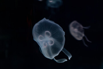 Translucent moon jellyfish floating gracefully in dark deep ocean water, creating a serene and mystical underwater scene that conveys natural beauty and marine wildlife tranquility © Alina