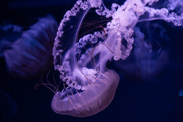 A graceful purple jellyfish swims through dark blue ocean water, capturing the ethereal beauty and tranquil movement of marine life in a deep sea environment for scientific displays © Alina