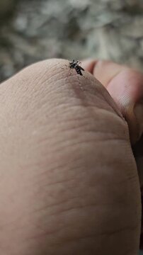 mosquito sucking blood