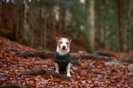Jack Russell Terrier dog sits facing forward with tall ears and a curious posture. The autumn forest gives a colorful background.