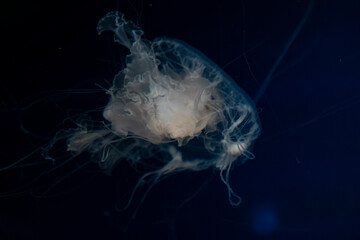 Translucent jellyfish floating gracefully in deep ocean water, showcasing delicate tentacles and ethereal movement to create a serene marine atmosphere for scientific or artistic needs © Alina