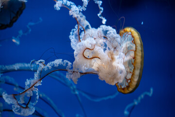 A graceful jellyfish swims through deep blue water with delicate tentacles and glowing translucent textures, creating a serene marine atmosphere of wonder and aquatic beauty © Alina