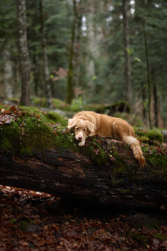 A Nova Scotia Duck Tolling Retriever stands on a large moss-covered tree trunk in a quiet forest. The dog looks focused, with its tail down and head low.