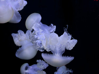 A group of translucent white jellyfish swim gracefully in dark water, displaying elegant movement and bioluminescent glows to evoke a peaceful atmosphere for aquatic biology © Alina