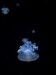 A glowing jellyfish swims through deep dark water, creating a serene and mysterious marine atmosphere with bioluminescent blue highlights that capture the beauty of ocean depths © Alina