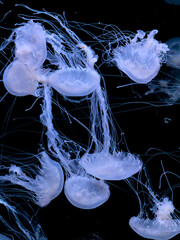 A group of translucent white jellyfish swim through dark water, creating a graceful aquatic display of bioluminescence and fluid movement within a peaceful deep marine environment © Alina