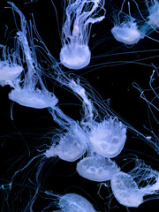A group of translucent glowing jellyfish swim through deep dark water, creating a tranquil underwater atmosphere while showcasing natural marine beauty and graceful biological motion © Alina