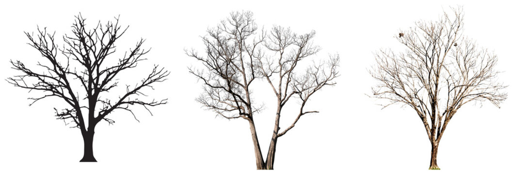 Three bare trees, one in silhouette, isolated on a transparent background