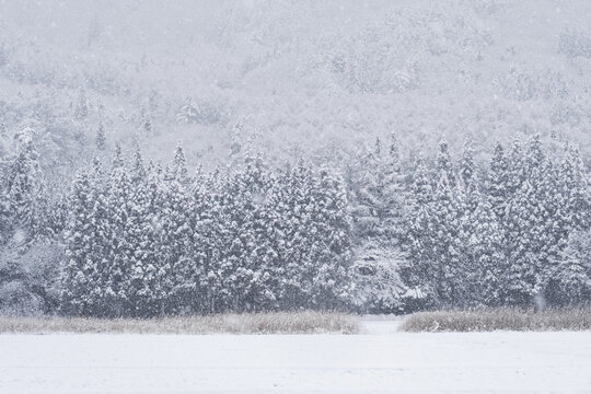 冬　雪景色　自然