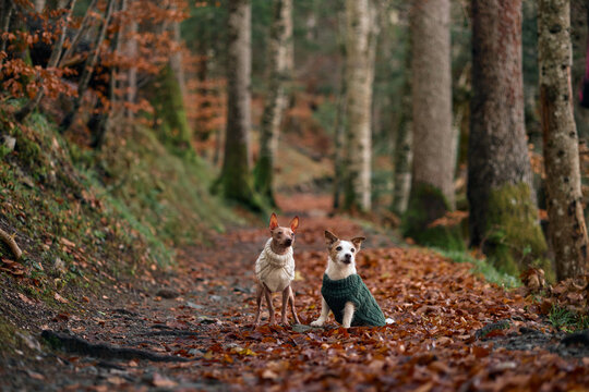 A small American Hairless Terrier and Jack Russell Terrier in a green sweater walks along a narrow forest trail. The surroundings are covered in brown leaves.