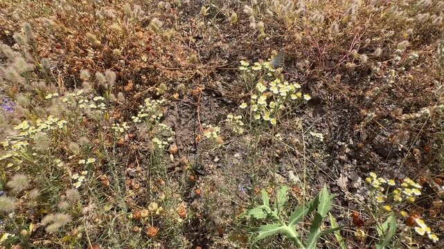 Top-down view of wild Achillea millefolium yarrow flowers blooming among dry grasses and soil in Kartaltepe Nature Park, Kizilcahamam, Ankara, highlighting rich ground flora textures.