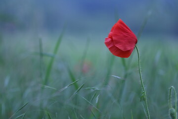 Obraz premium fiore di papavero in primavera al tramonto