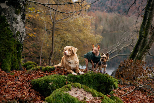 dogs an American Hairless Terrier and Nova Scotia Duck Tolling Retriever on moss-covered rock. The lake and trees frame a quiet wilderness setting.