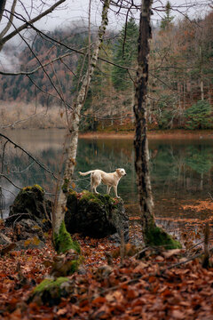 A Corgi walks among fallen leaves next to a forest lake. The dog is moving under tall trees, surrounded by autumn scenery.