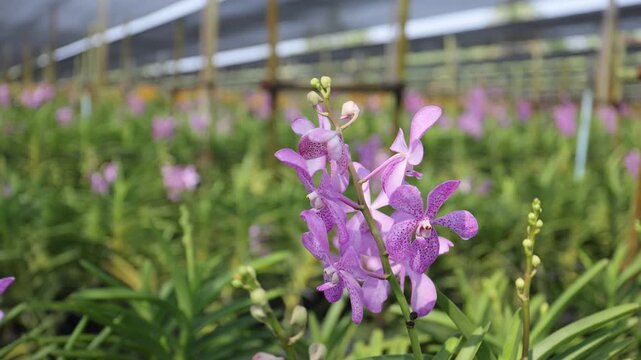 Close Up of Purple Orchid Flowers Growing in Greenhouse Nursery