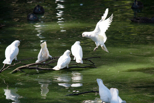 the  little corellas are resting on branches over the water