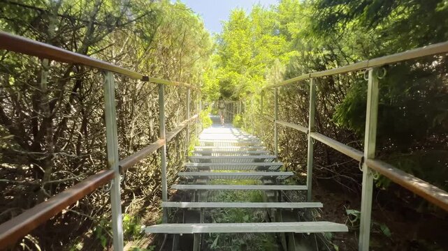 A persone walking up a metal staircase with railings on a hiking trail through dense green pine trees and bushes in the Ceahlau mountains.