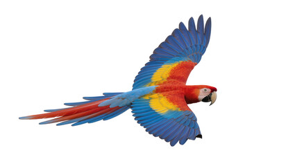 Vibrant scarlet macaw parrot with blue and yellow plumage, flying isolated on transparent background © Alexa